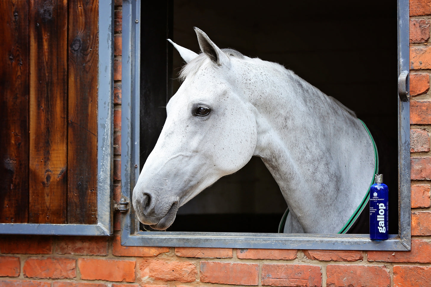 Gallop Color - Grey